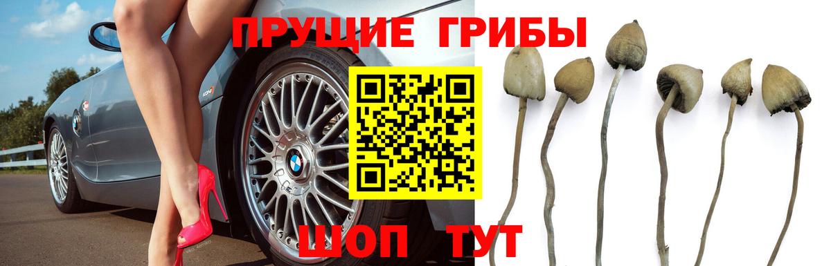 Галлюциногенные грибы GOLDEN TEACHER  Вход с VPN  Артём 